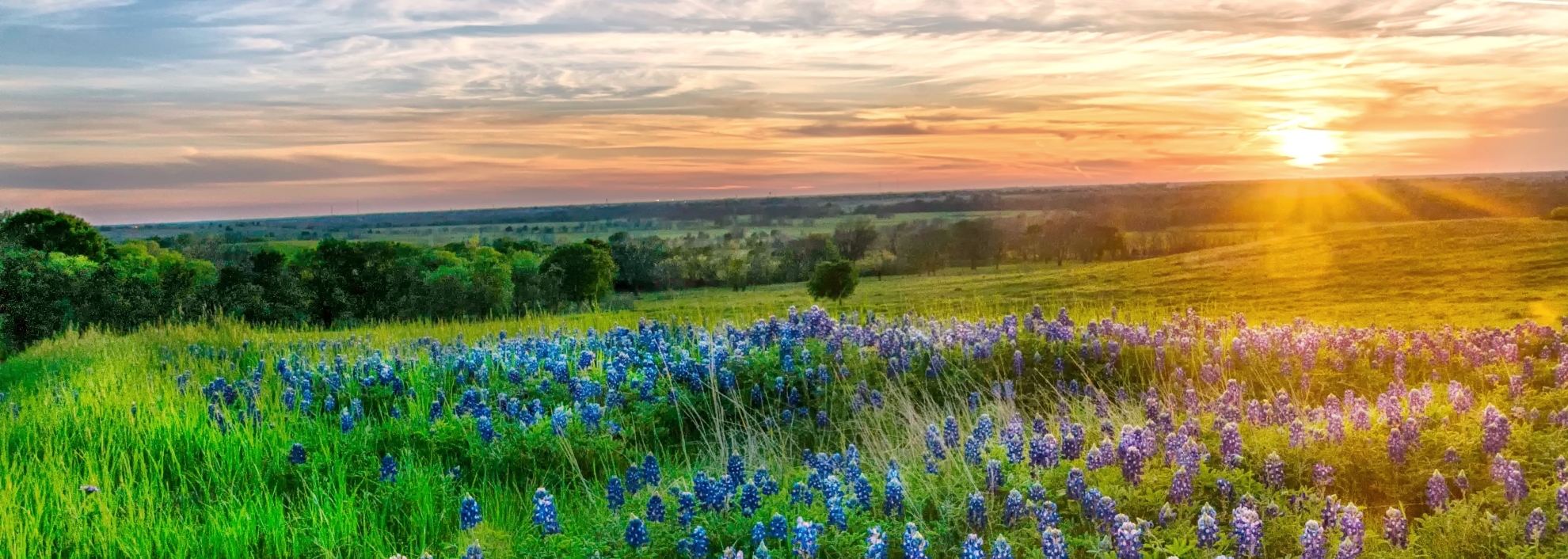 Sunset over field of bluebonnets in Texas