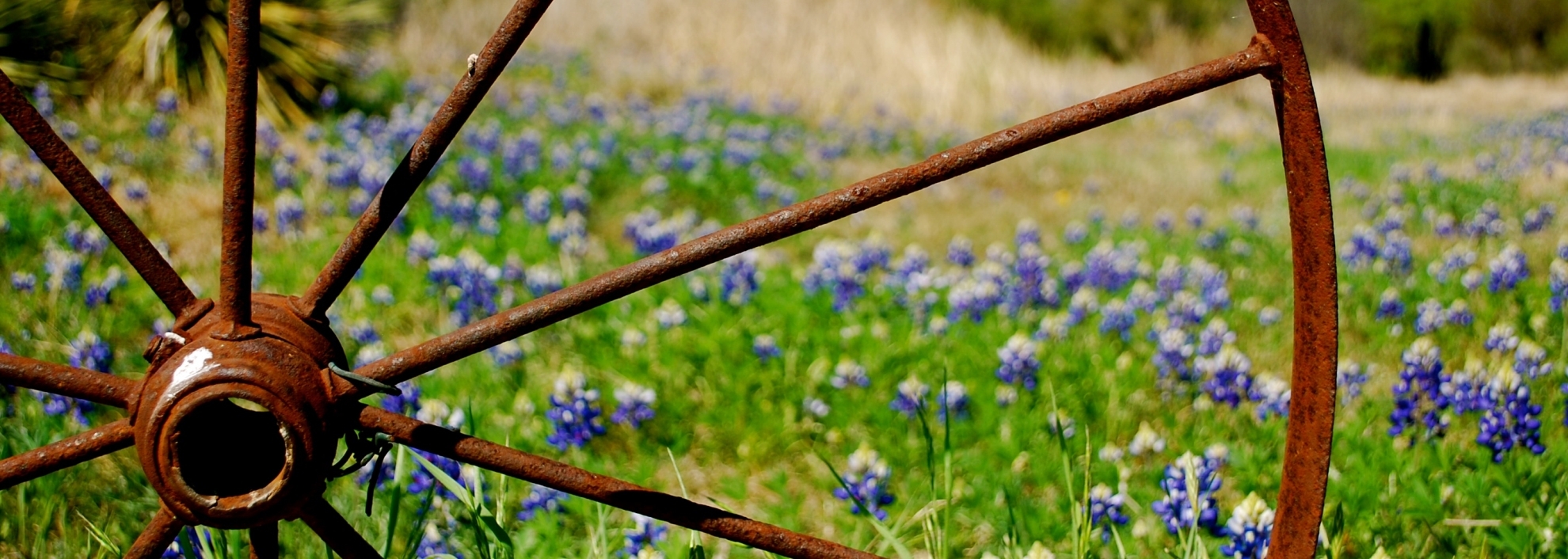 Image of bluebonnets field in Texas with a rusty wagon wheel spoke in the foreground